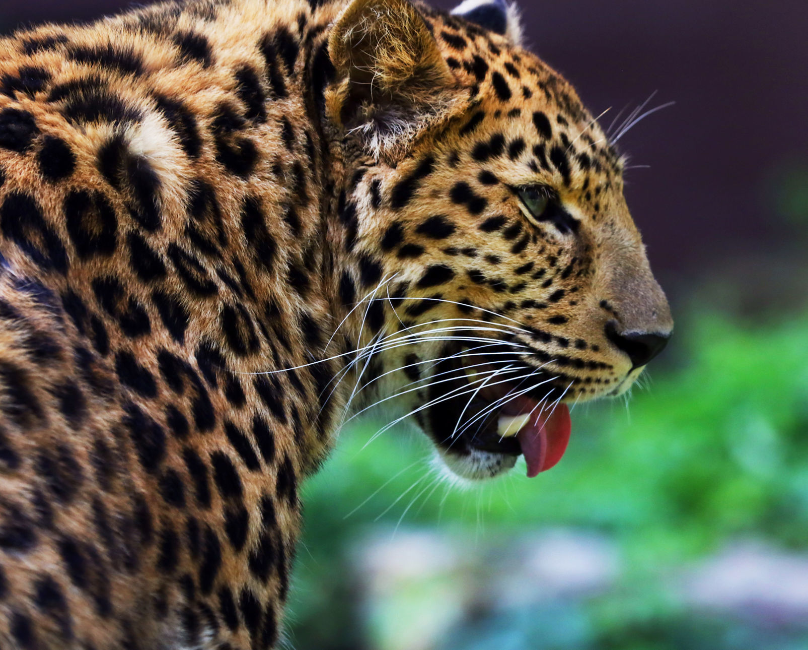 080819-mda-nws-leopard-0005